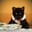 Billionaire Cat (BCAT)